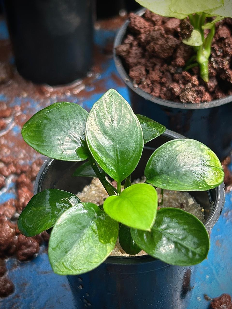 ANUBİAS GREEN PANDA SAKSIANPANDA