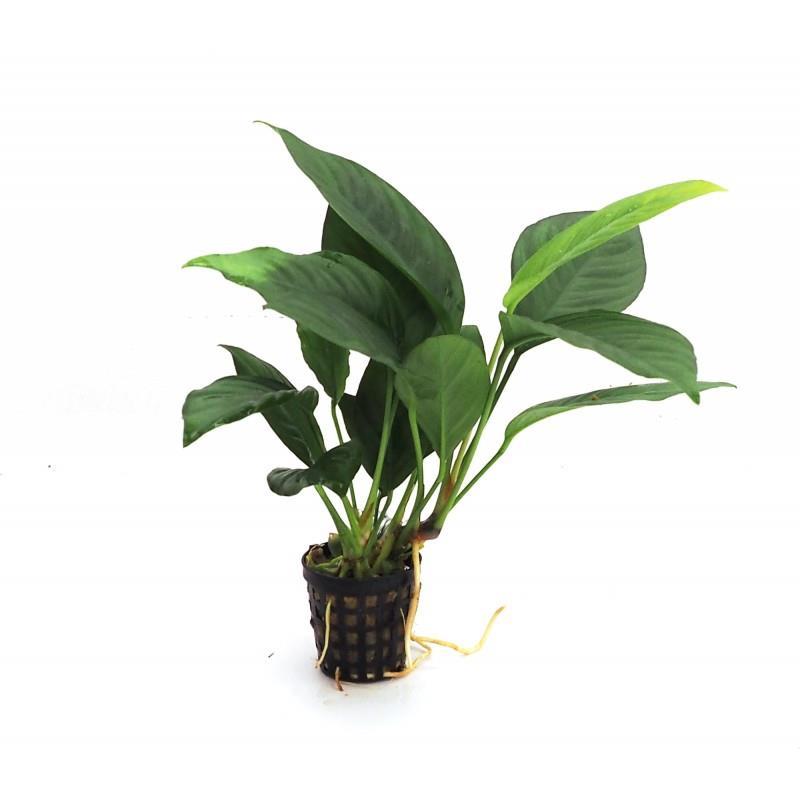 ANUBİAS HETEROPHYLLA X-LARGE BOY