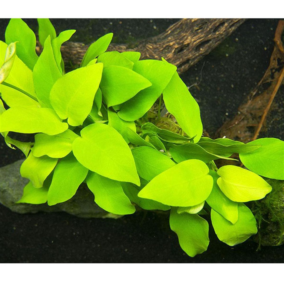 Anubias nana goldenSP1015G