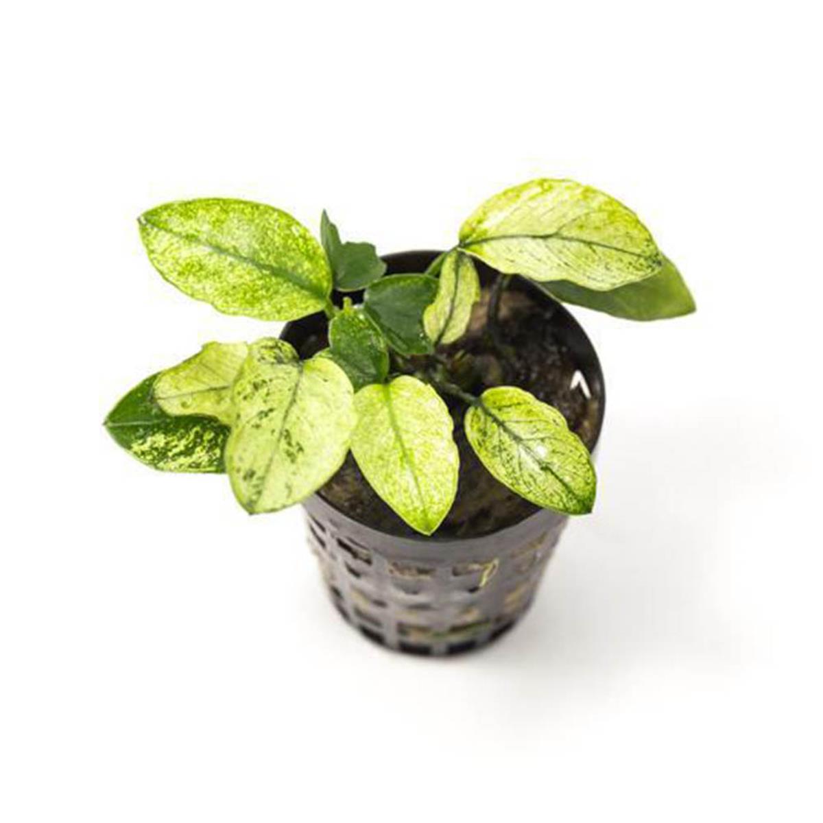 ANUBİAS PİNTO MİNİ LEAFANPML