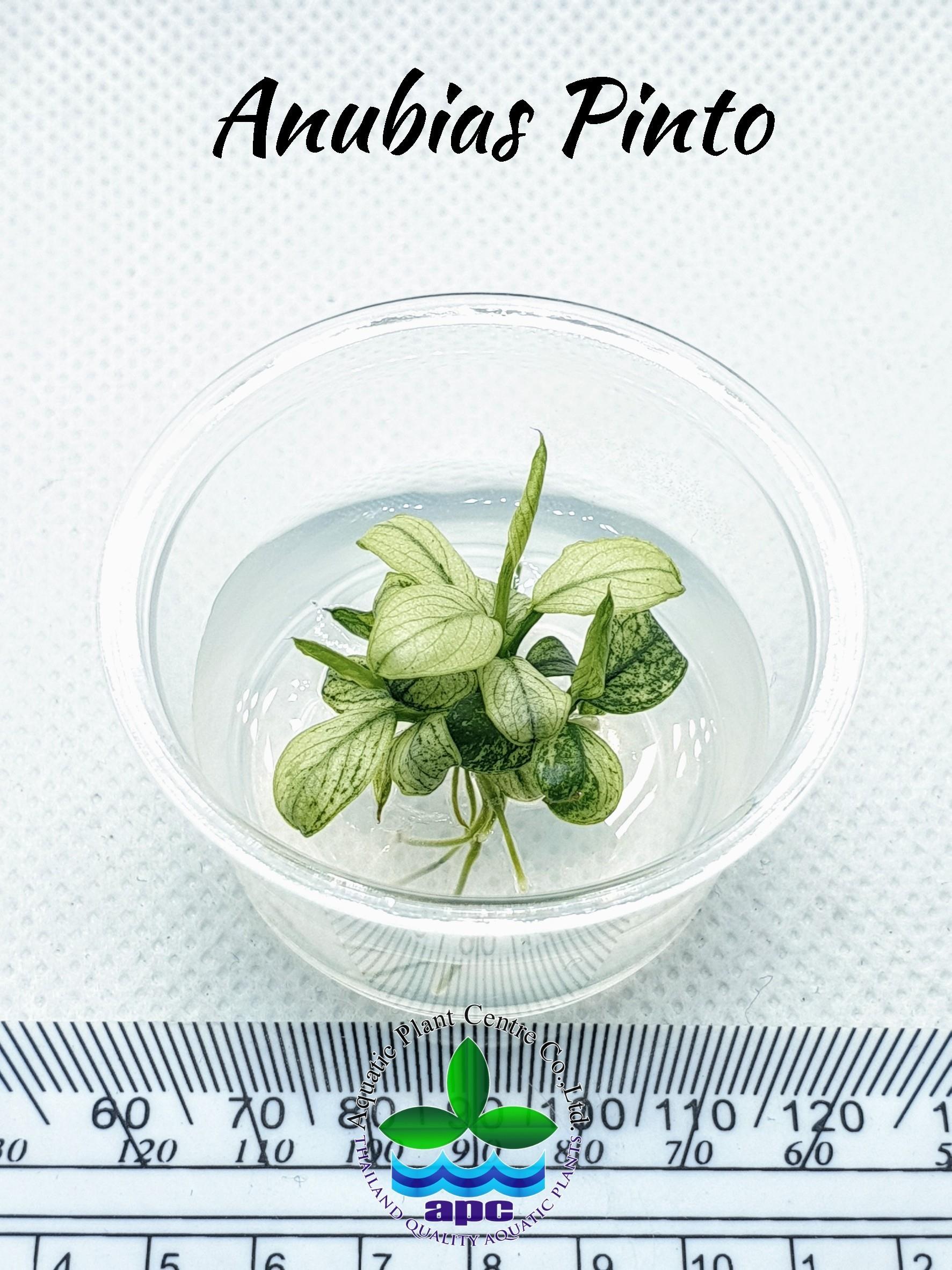 APC-Anubias Pinto Mini in vitro cupLS514