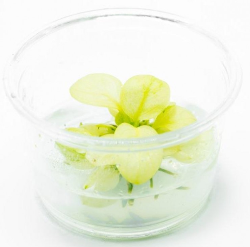 APC-Anubias Pinto Mini in vitro cupLS514