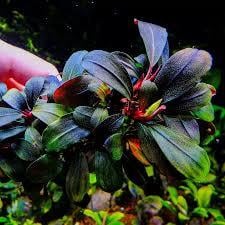 APC-BUCEPHALANDRA BROWNİE PHOENİX T/C [SMALL] CUPLS409