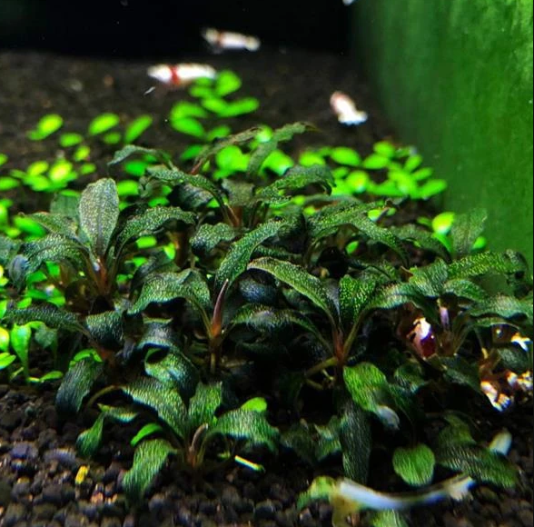 APC-BUCEPHALANDRA KEDAGAND JAPAN T/C [SMALL] CUPLS424