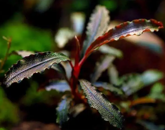 APC-BUCEPHALANDRA RED MİNİ T/C [SMALL]  IN VITROLS902