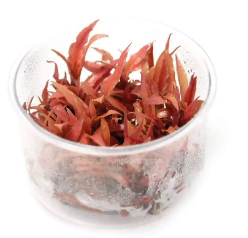 APC-CRYPTOCORYNE ALBİDA RED T/C  IN VITROLC312