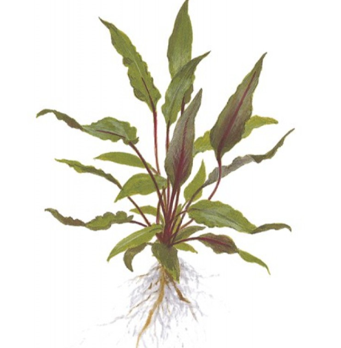 APC-Cryptocoryne becketii IN VİTRO
