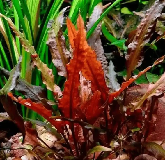 APC-CRYPTOCORYNE WALKERİ T/C CUP IN VITRO KAPLC992