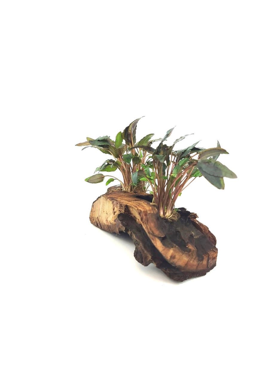 APC-CRYPTOCORYNE WENDTİİ/MİOYA Mangrow Kökü ÜzerindeL901
