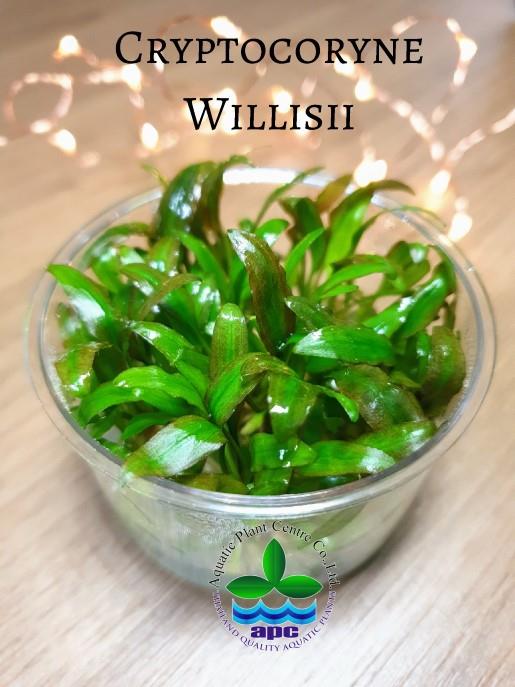 APC-CRYPTOCORYNE WİLLİSİİ İN VİTROLC983