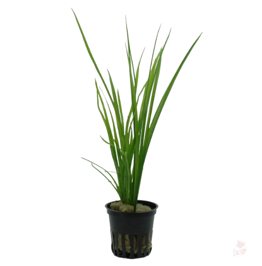 APC-CYPERUS HELFERİ SAKSIP149