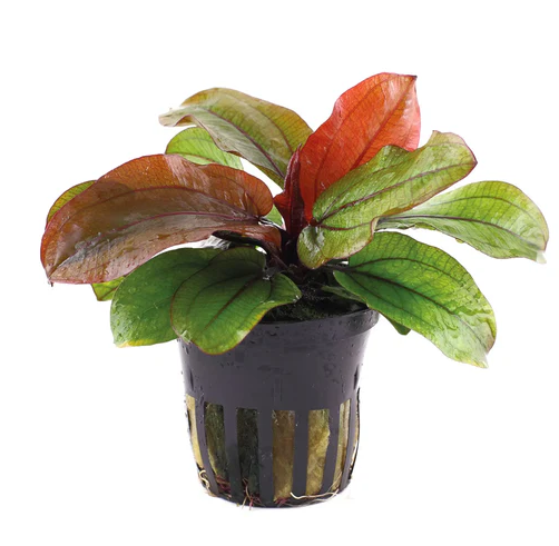 APC-ECHİNODORUS RENİ SAKSILC267