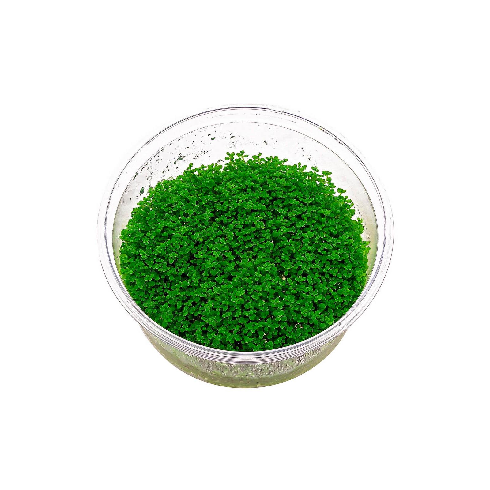 APC-HEMİANTHUS CALLİTRİCHOİDES  CUBA IN VITRO 200 CC PLASTİK KAVANOZLC218