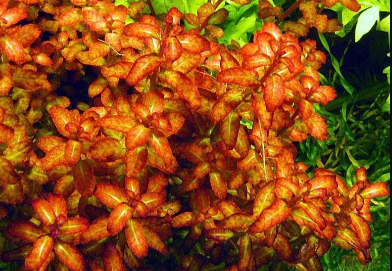 LUDWİGİA SENEGALENSİS (GUİNEA) In Vitro 200 cc