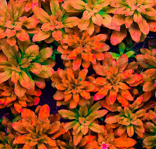 LUDWİGİA SPHAEROCARPA BUKET