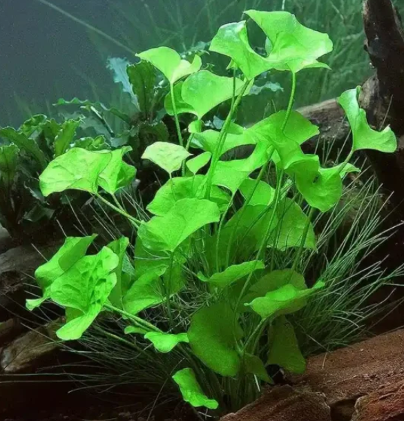 APC-NYMPHOİDES HYDROPHYLLA TAİWANp523