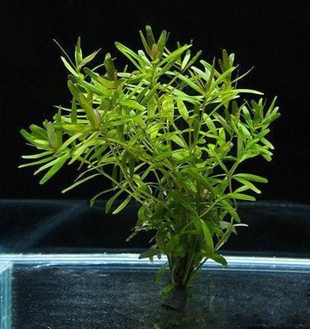 APC-ROTALA CEYLON b527