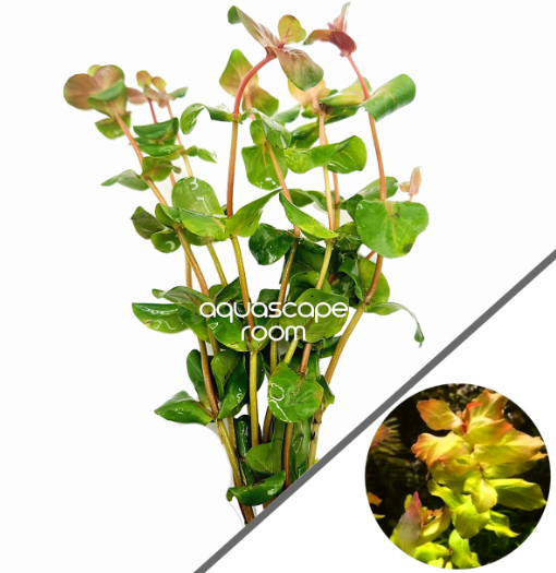 APC-ROTALA MACRANDA SHİMOGA BUKETb649