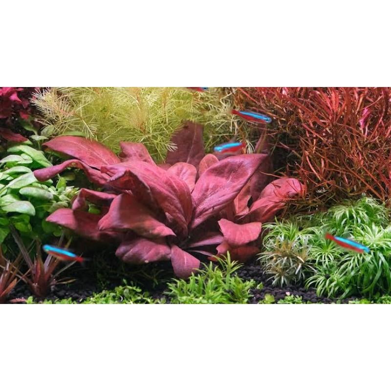 APC-SAMOLUS PARVİFLORUS RED SAKSIP677