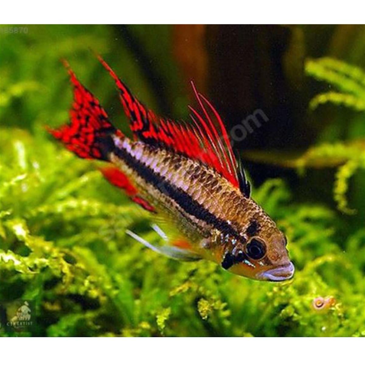 APİSTOGRAMMA AGASSİZİ DOUBLE REDcanlı-281