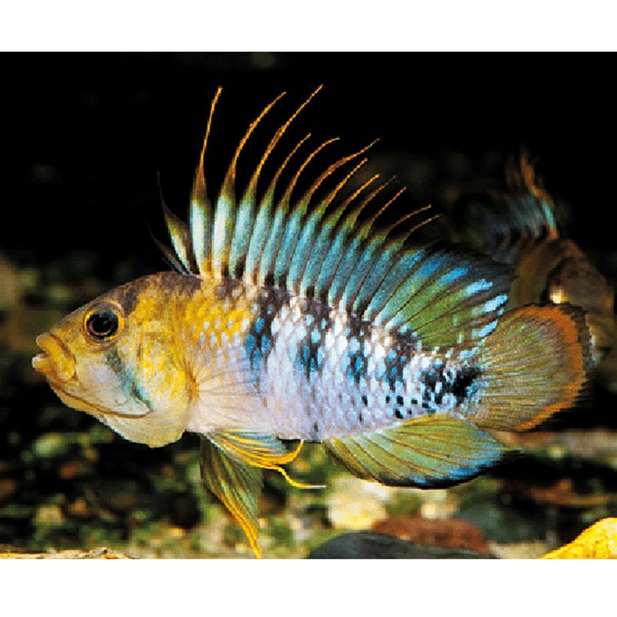 APİSTOGRAMMA BAENSCHİcanlı-371