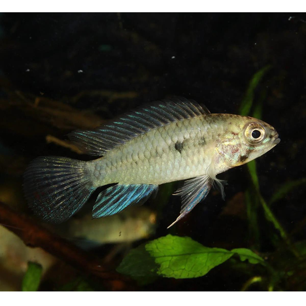 APİSTOGRAMMA COMMBRAEcanlı-377