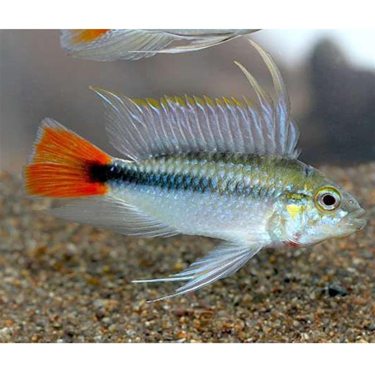 APİSTOGRAMMA ERYTHRURAcanlı-375