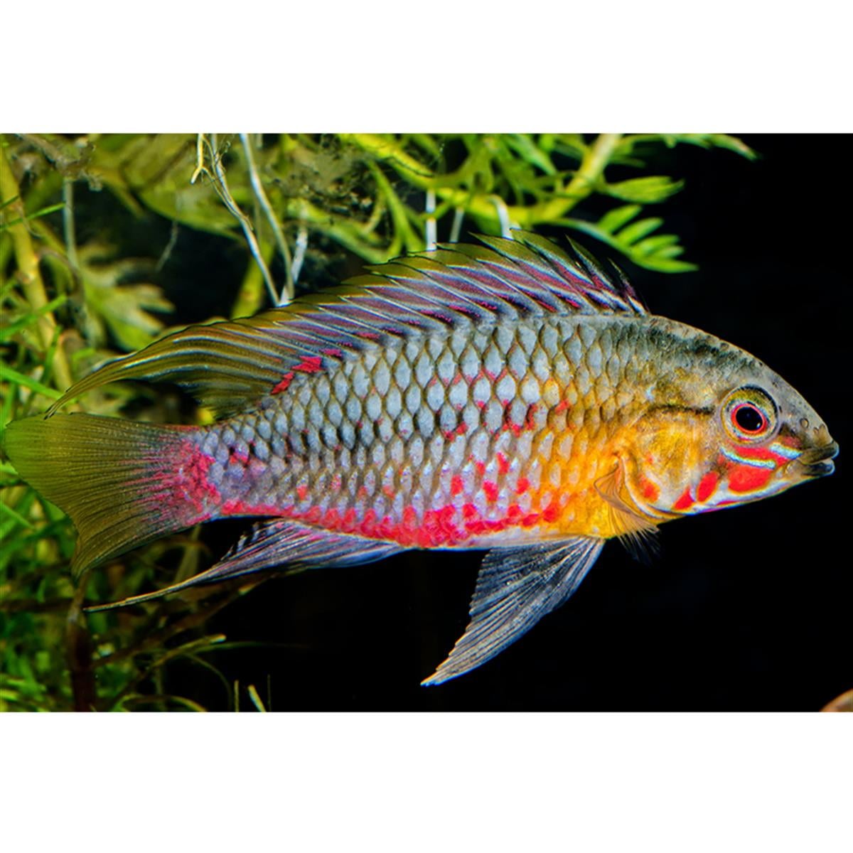 APİSTOGRAMMA HONGSLOİcanlı-316