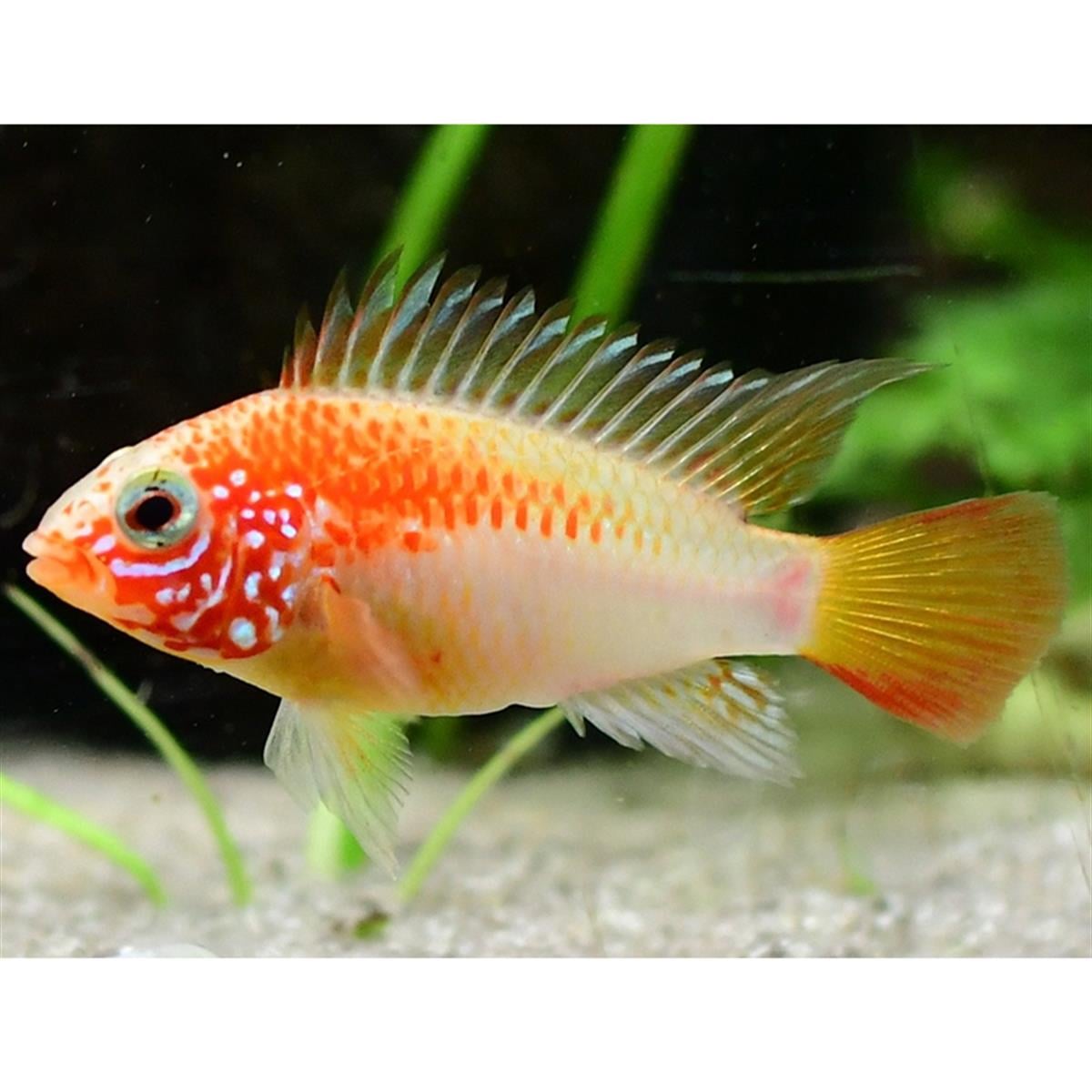 APİSTOGRAMMA MACMASTERİ 