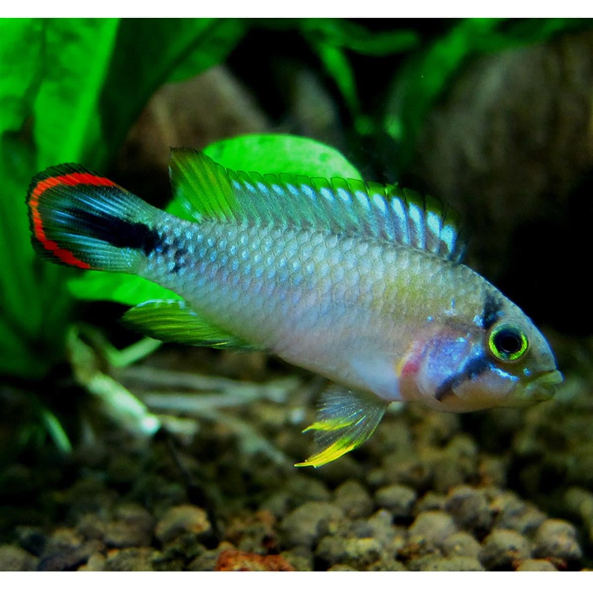 APİSTOGRAMMA PANDUROcanlı-378