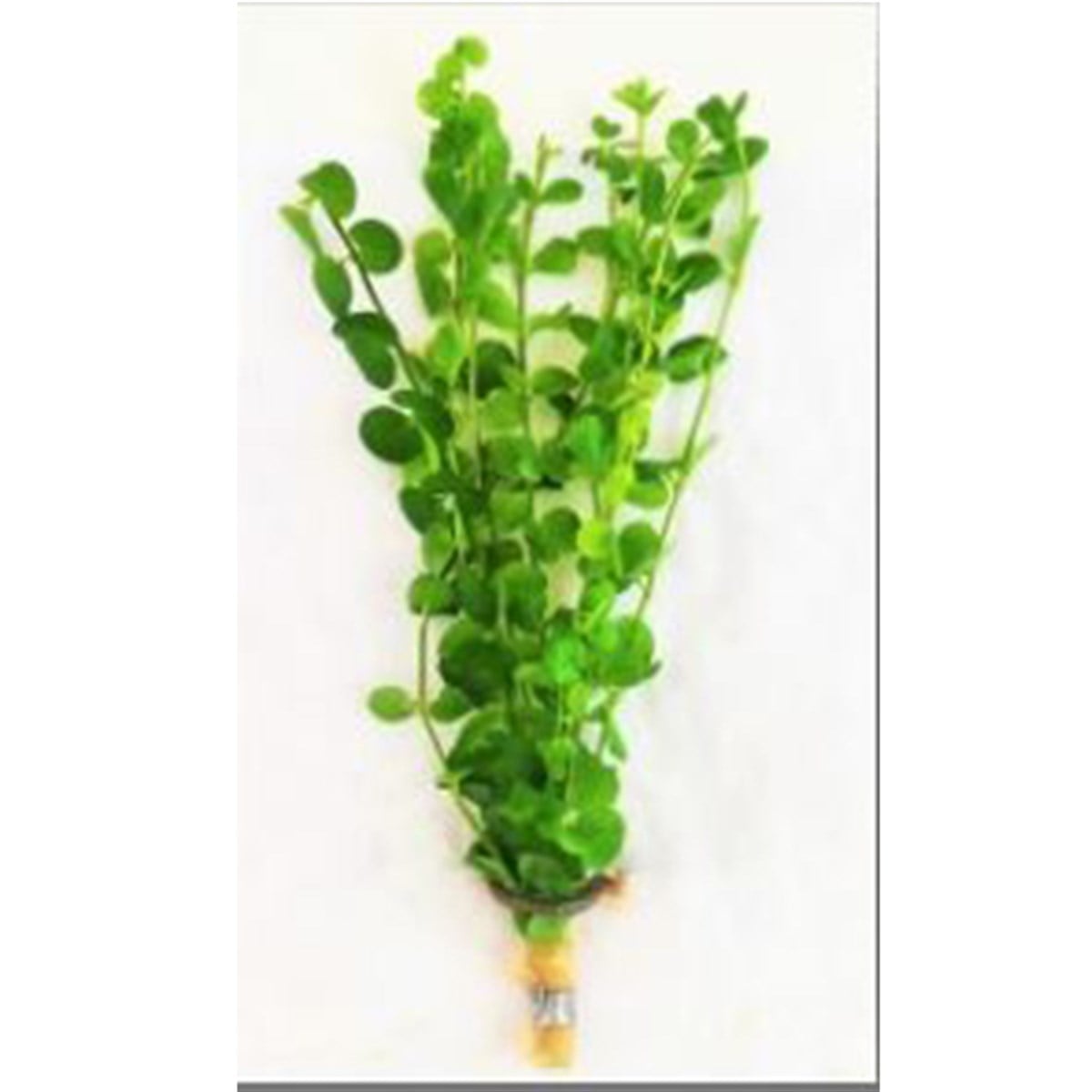 Bacoba kardinalBuketBacoba-kardinal