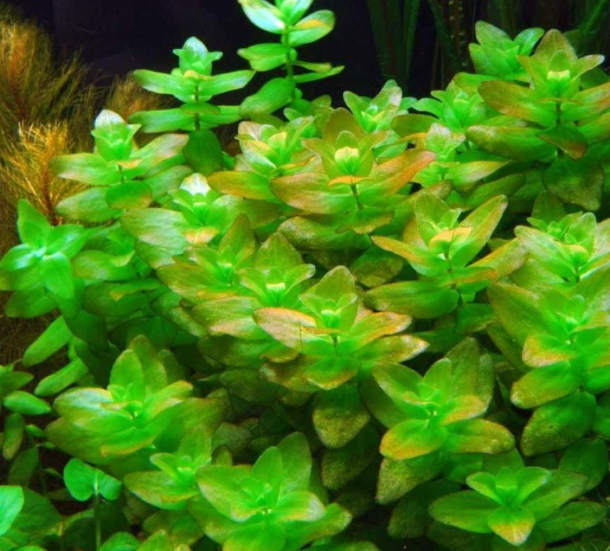 BACOPA AMPLEXİCAULİS IN VİTRO 200 CC KAPB11