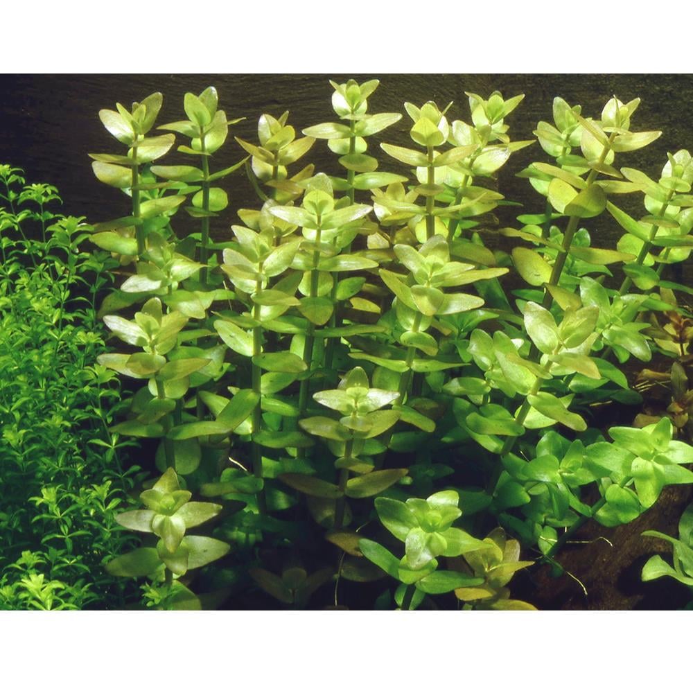 Bacopa carolinianaGLB081
