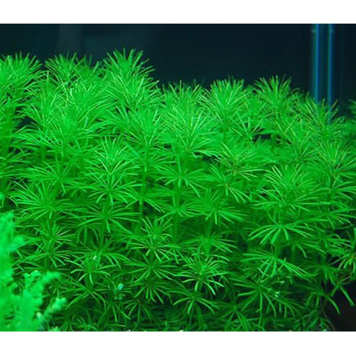 BACOPA MYRİOPHYLLOİDESB14