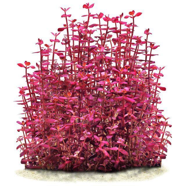 BACOPA SALZMANNİİ PURPLE CUP IN VITRO