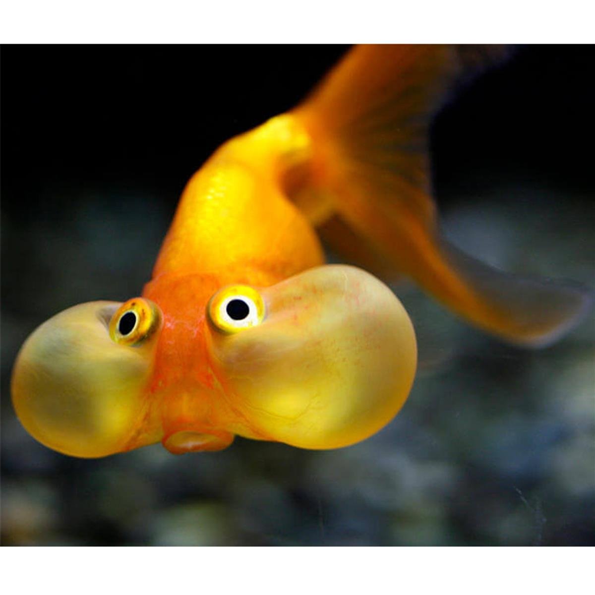 BALONGÖZ JAPONcanlı-365