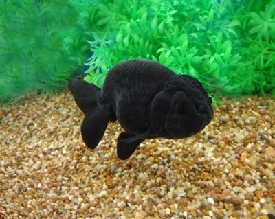 Black Ranchu Japon Balığı
