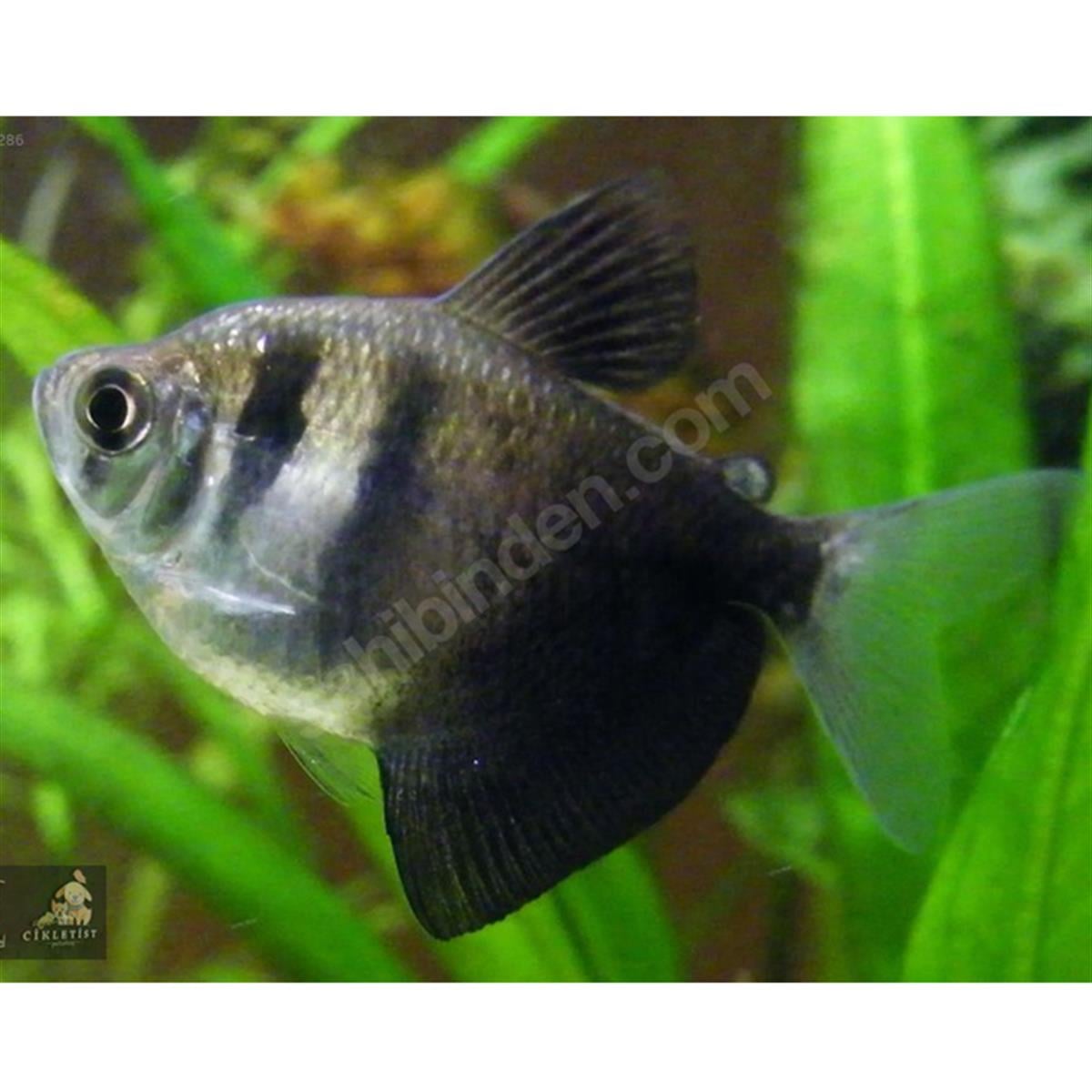 BLACK TETRA BALIKLARIcanlı-248
