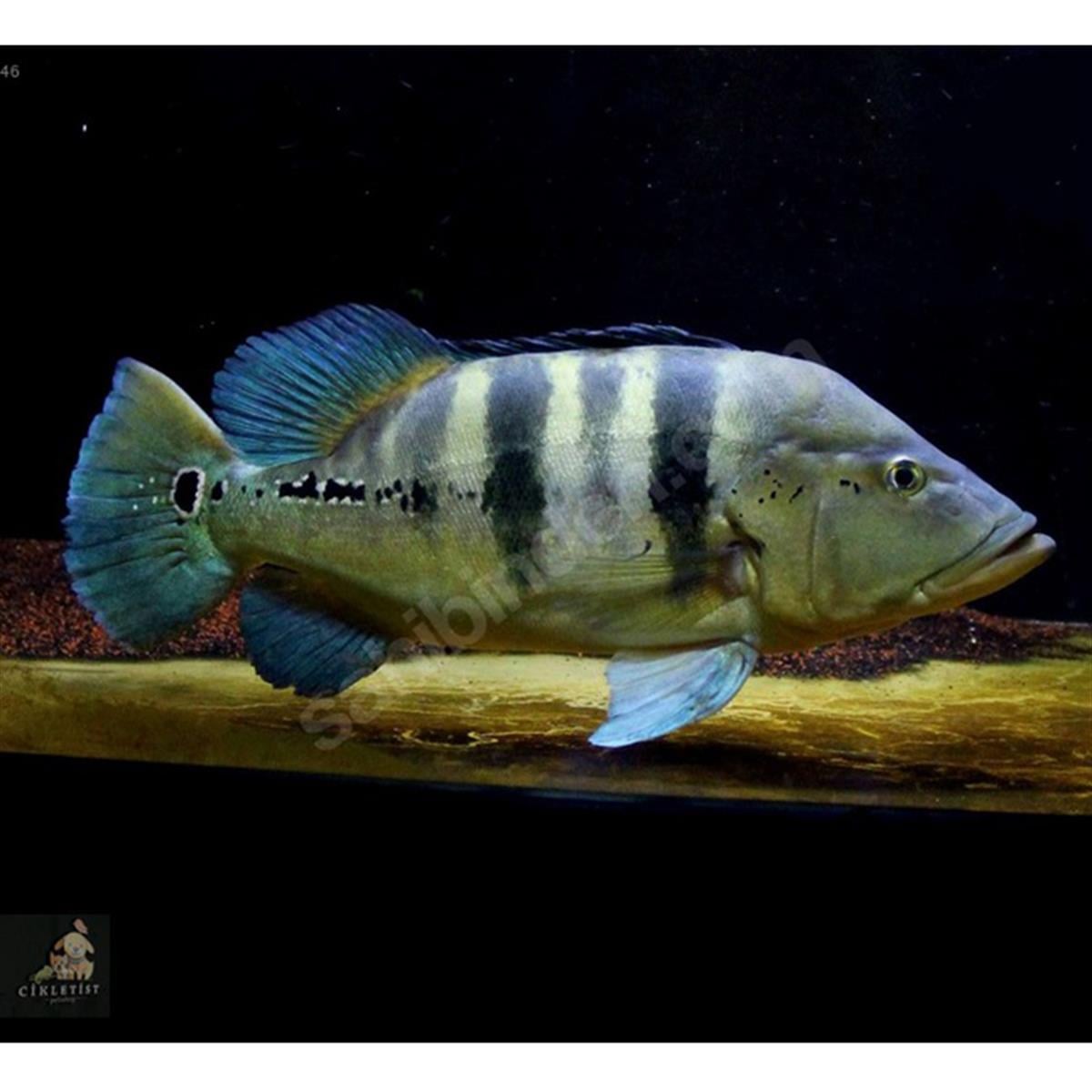 BLUE AZUL PEACOCK BASScanlı-230