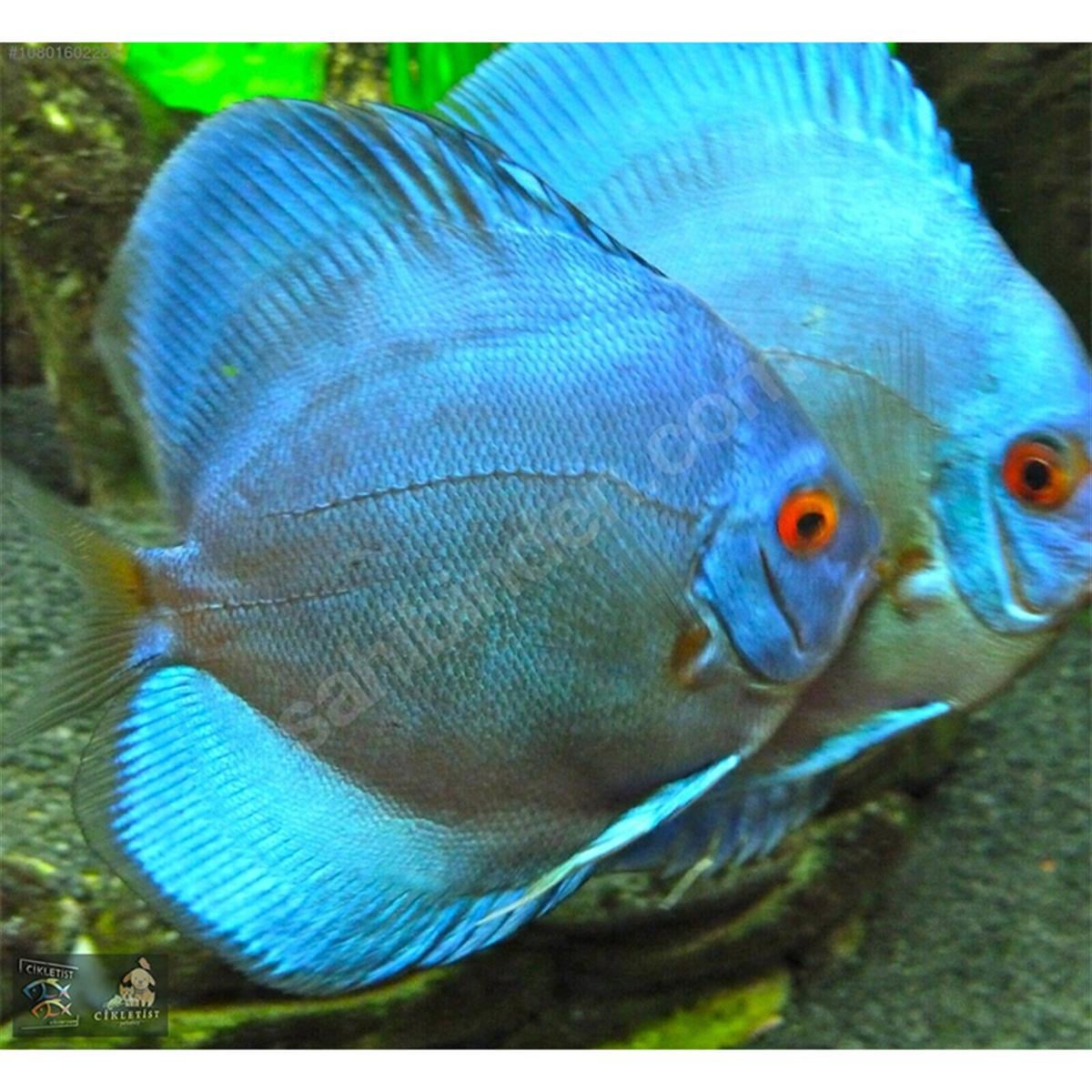 BLUE DİAMOND DİSCUS BALIKLARIcanlı-273