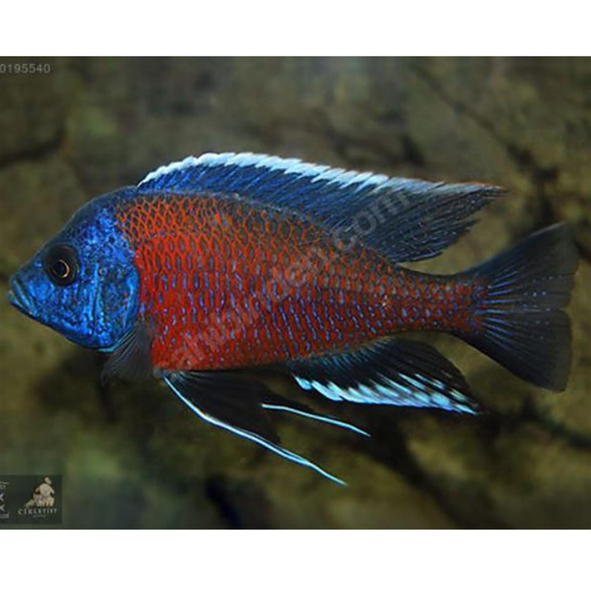 BORLEY KADANGO CİKLETcanlı-269