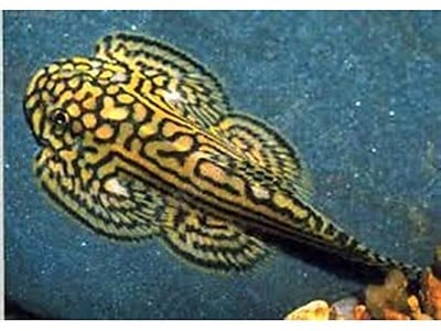 Borneo Kelebek Vatoz