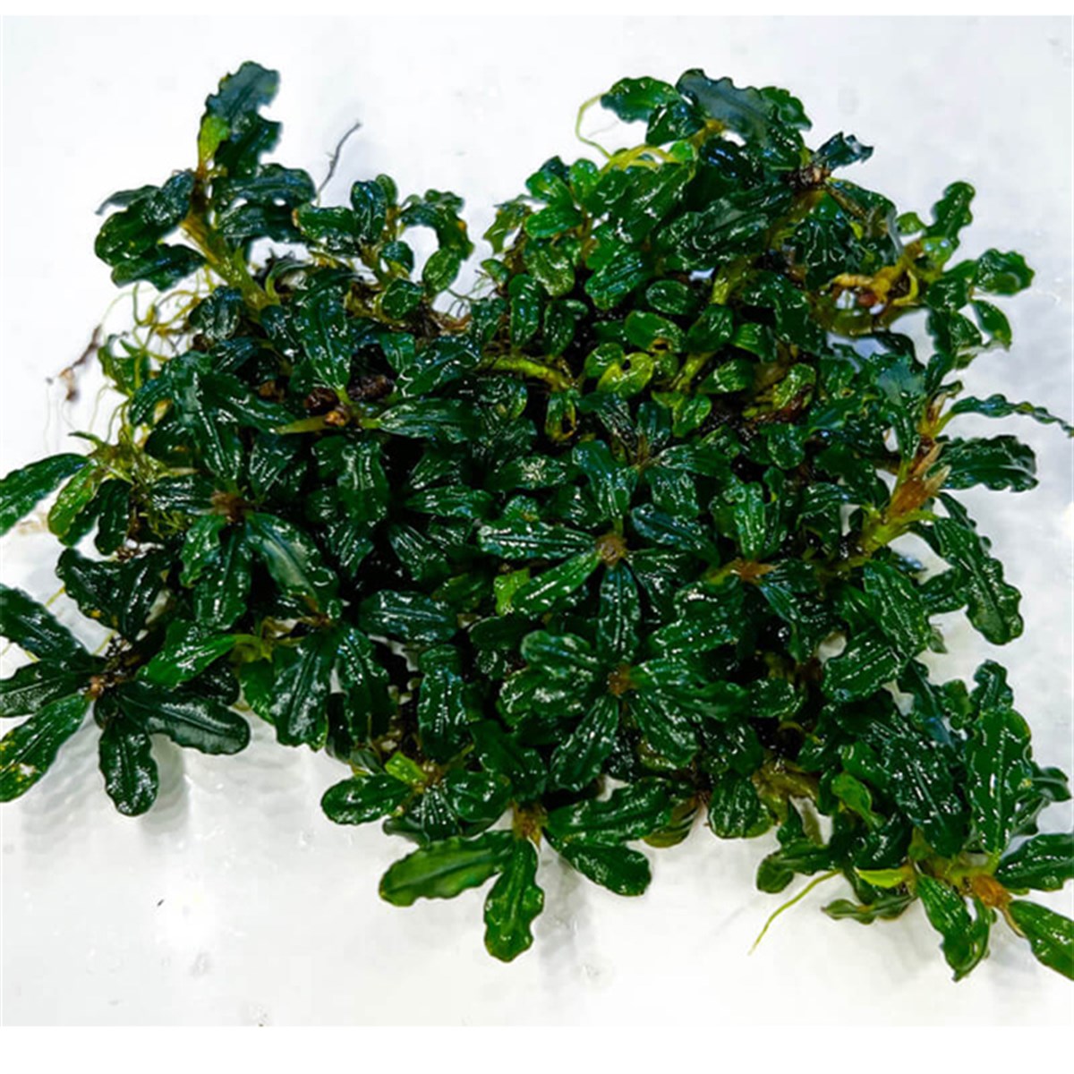 Bucephalandra Angel TearsAngel-Tears