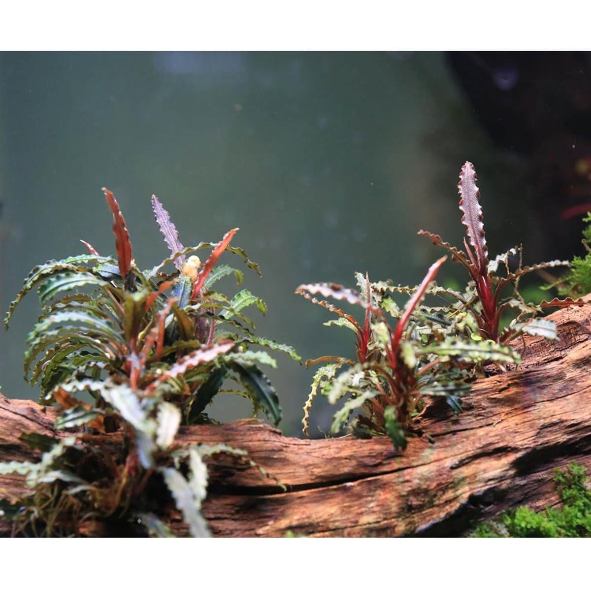 BUCEPHALANDRA BELİNDAEBBB