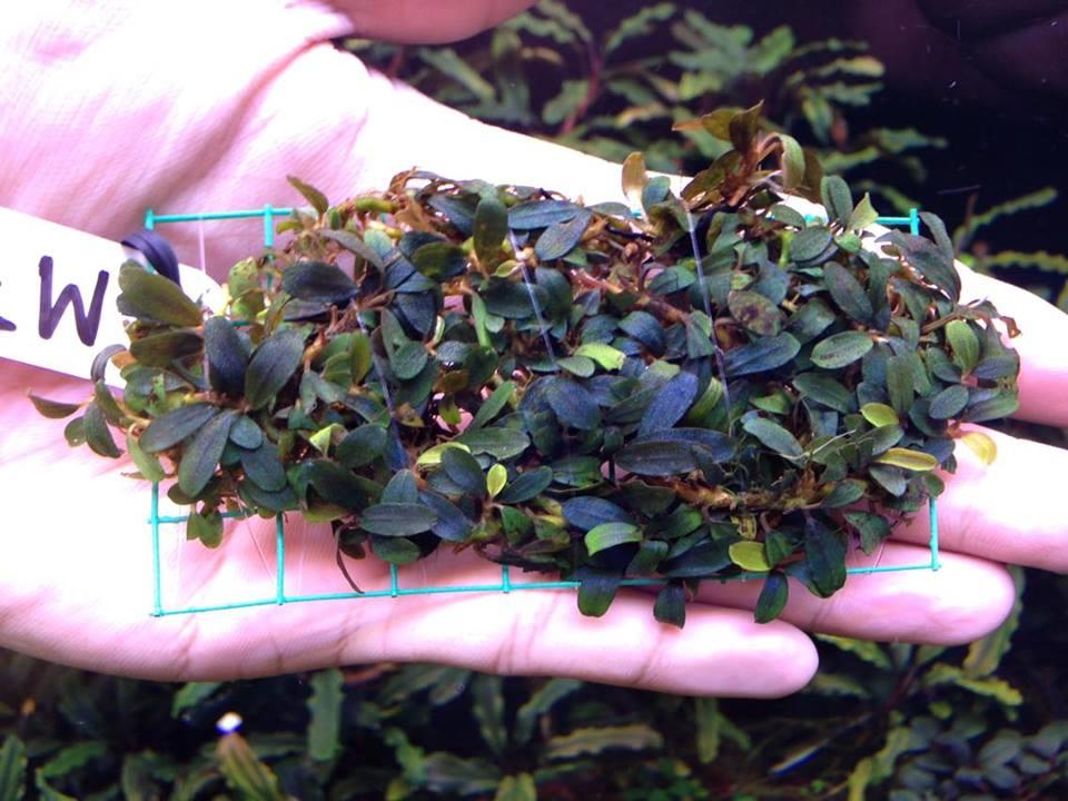 BUCEPHALANDRA BLACK CARPET PORSİYONB1250