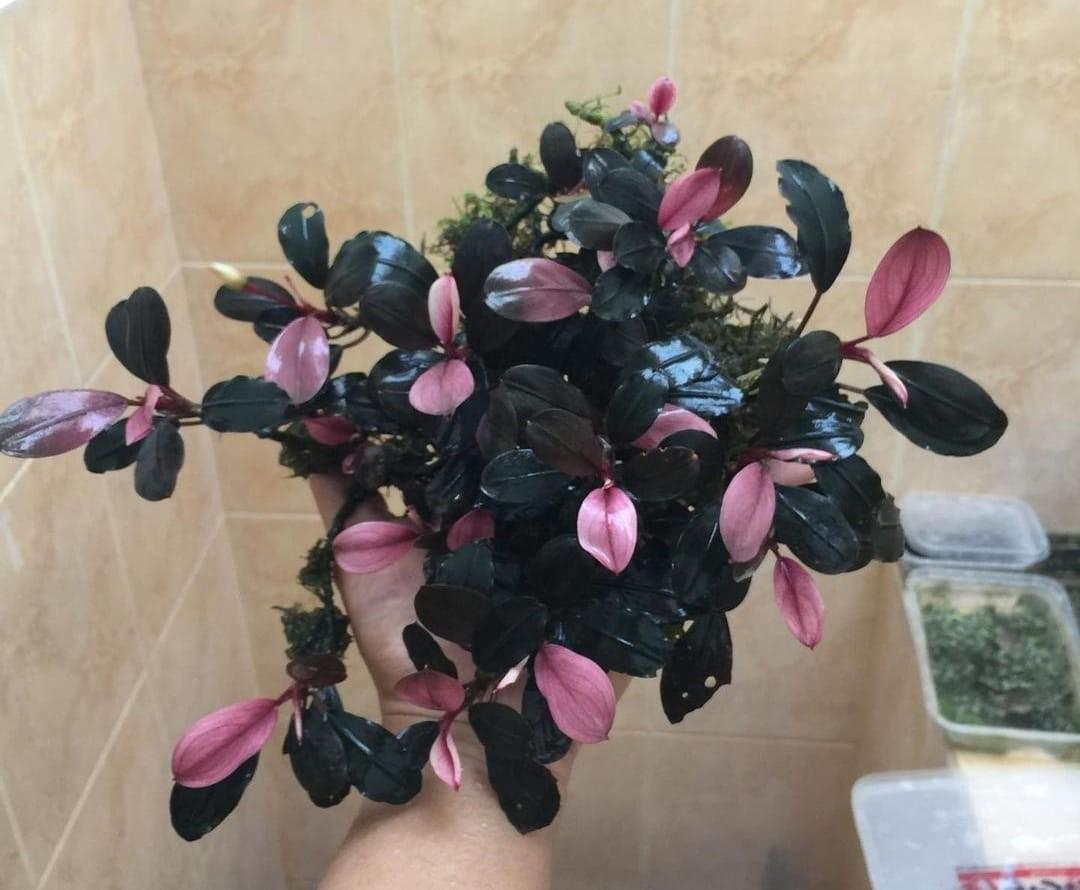 Bucephalandra Black Pink SaksıPİNK
