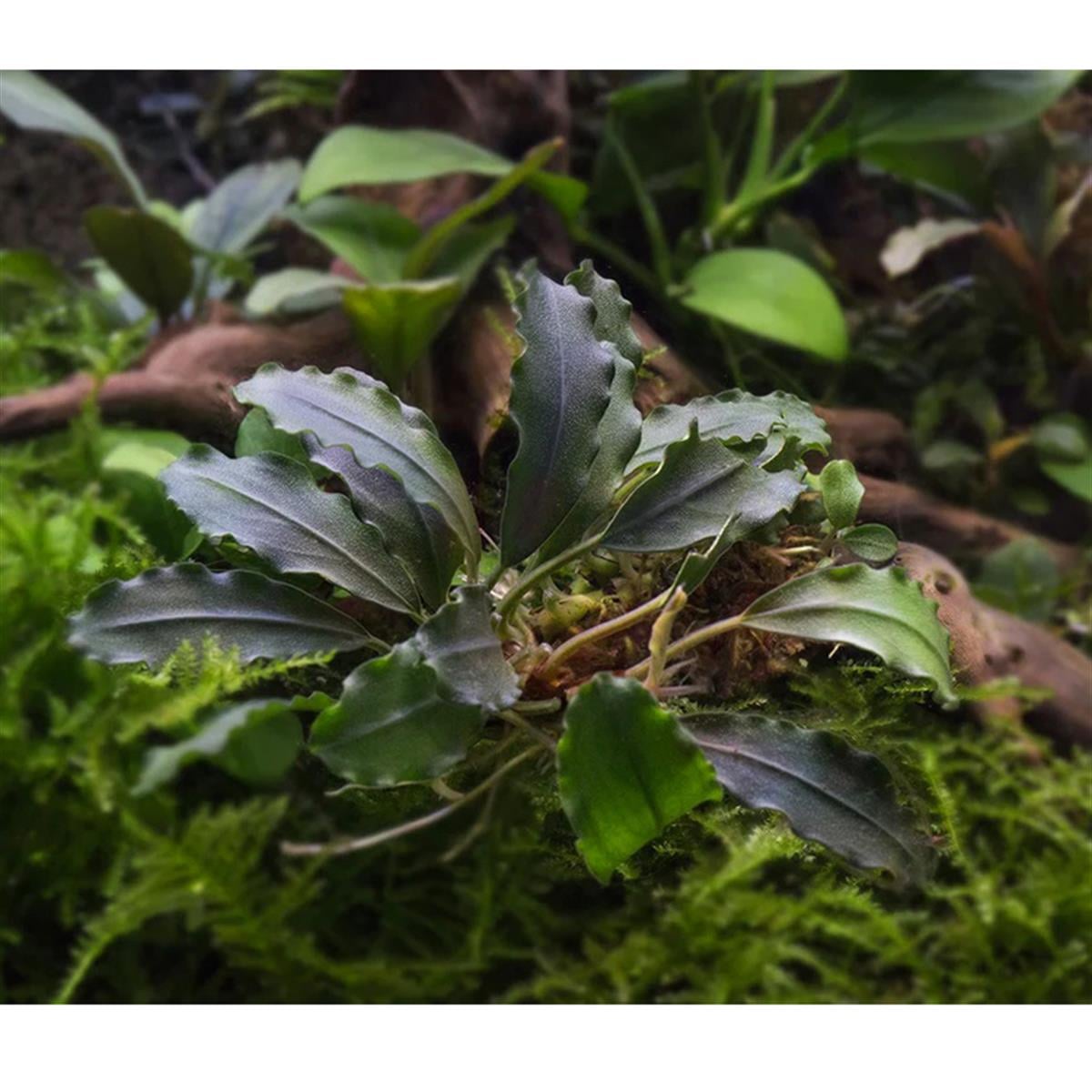Bucephalandra Brownie FirebirdBrownie-Firebird