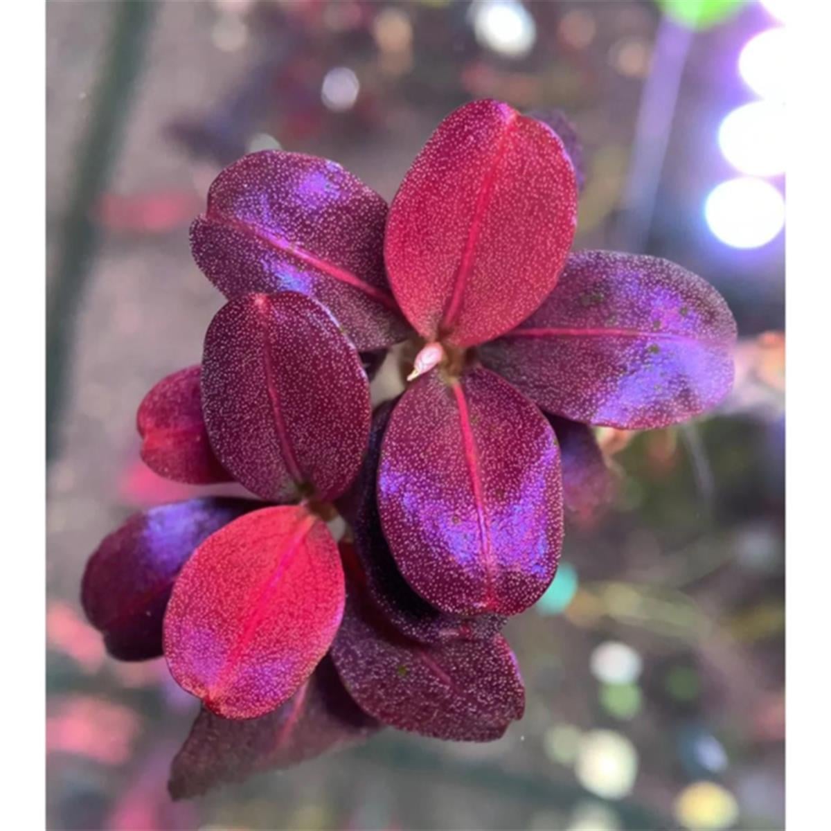 BUCEPHALANDRA BROWNIE HELENA ROUNDB115AIT