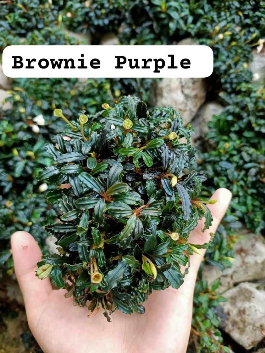 Bucephalandra Brownie PurpleB1252