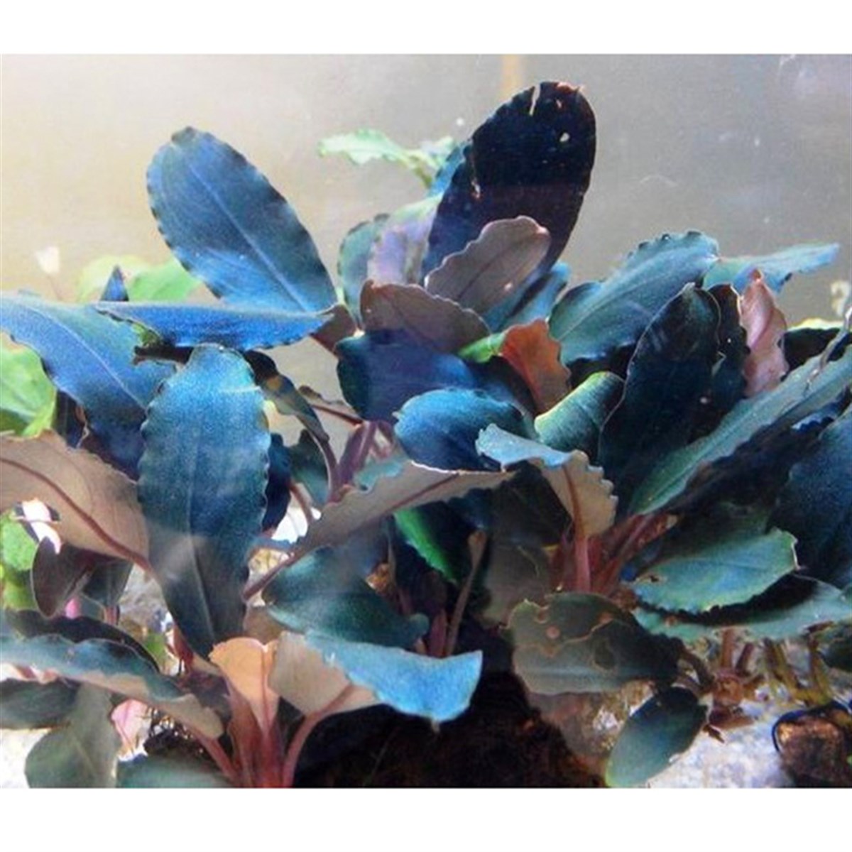Bucephalandra dark blueSBL014